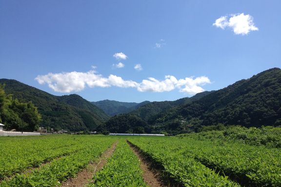 生産現場_落花生畑写真