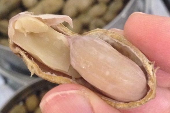 四万十やまのうえ商店 / ジャンボ落花生 | ネッツトヨタ南国株式会社